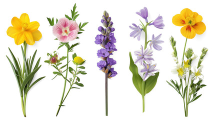 Set of different beautiful spring season flowers. - obrazy, fototapety, plakaty