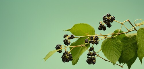 A cluster of elderberries, side view, captured realistically with Agfa Vista 400 effect, on a light...