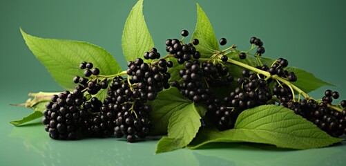 A cluster of elderberries, side view, captured realistically with Agfa Vista 400 effect, on a light...
