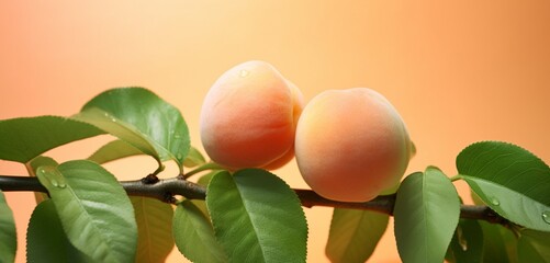 A plump apricot, side-angle, realistic Agfa Vista 400 look, against a light green backdrop, with...