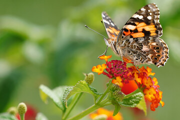 Painted Lady