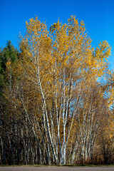 Wisconsin white birch trees in October with fall colors