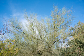 Palo verde
