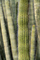 cactus close up
