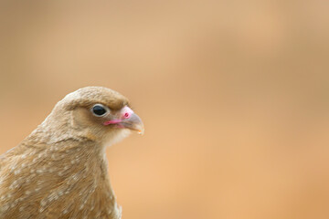 Chimango caracara falcon perched on the earth