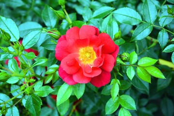 Blooms discount red rose flower with beautiful green leaves