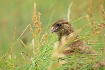 Chimango caracara falcon perched on the earth