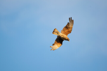 Chimango caracara flying in the blue sky
