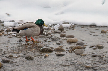 Mallard at a snowy river bank