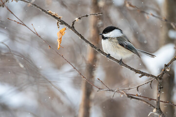 Obraz premium Black-capped chickadee in the falling show