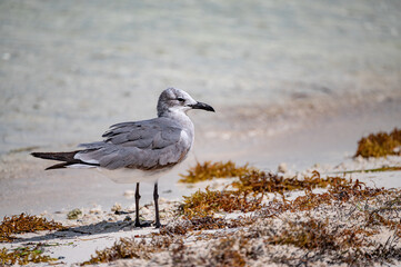 Seagull on a beach