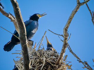 巣の中のカワウの親子