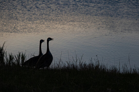 Silhouettes of two bird by a pond 
