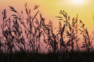 Silhuette grass at sunset