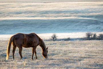 A frosty landscape with a horse