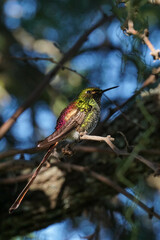 aves al natural