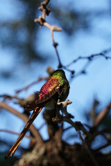 aves al natural © Juanif16
