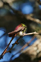 aves al natural
