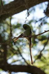 aves al natural © Juanif16