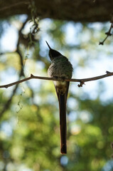 aves al natural © Juanif16
