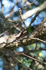 aves al natural © Juanif16