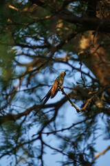 aves al natural