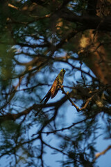 aves al natural