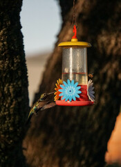aves al natural © Juanif16