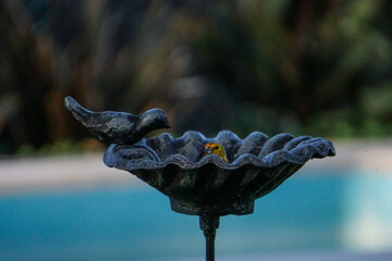 aves al natural © Juanif16