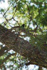 aves al natural
