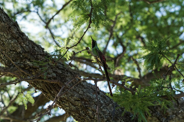 aves al natural © Juanif16