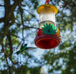 aves al natural © Juanif16