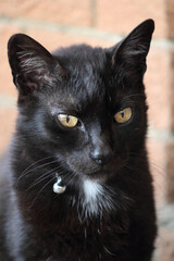 Close up portrait of a cute and adorable black cat