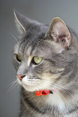 Close up portrait of a beautiful grey tabby cat
