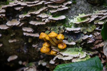 Mushrooms growing along the forest floor next to a hiking trail in Ontario, Canada.