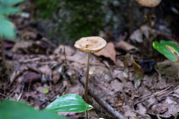 Mushrooms growing along the forest floor next to a hiking trail in Ontario, Canada.