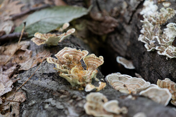Mushrooms growing along the forest floor next to a hiking trail in Ontario, Canada.