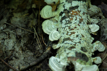 Mushrooms growing along the forest floor next to a hiking trail in Ontario, Canada.