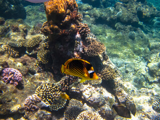 Chaetodon fasciatus or Diagonal butterflyfish in the expanses of the coral reef of the Red Sea