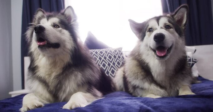 Dogs on bed, husky and relax together at home, animal care with mans best friend and chill in apartment. Domestic furry pets, cozy and calm with comfortable puppy in bedroom, obedient and trained