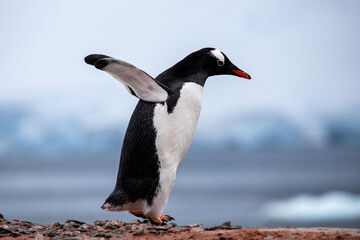 Gentoo Penguin with wings raised