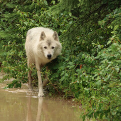 beauty in nature, Canadian Rockies