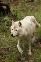 beauty in nature, Canadian Rockies