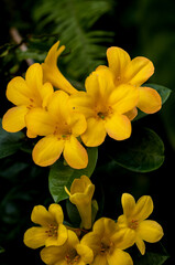 Closeup of Yellow Buttercup Flowers with a Green Leaf Background.