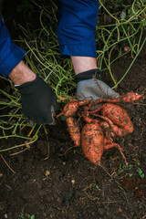 Sweet potato tubers in the ground in male hands. Healthy farm fresh organic vegetables.Digging sweet potatoes from the ground in the garden.