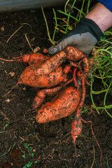 Obraz premium Sweet potato harvest . Digging sweet potatoes from the ground in the garden. Vegetable tubers in the ground.Healthy farm fresh organic vegetables.