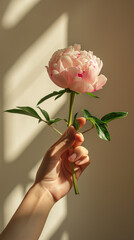 Female hand holding pink peony rose flower branch stem on beige background with sunlight shadows, graceful spring floral backgrounds.