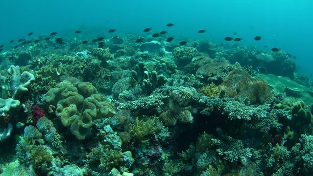 Reef fish swim over a healthy coral reef at the remote island of Pulau Koon, Indonesia. These scenic region's coral reefs, and the surrounding seas, support extraordinary marine biodiversity.