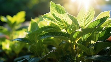 Sunlight filters through vibrant leaves of  lush plant.