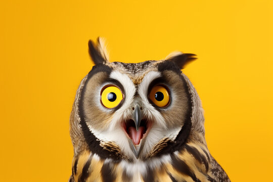 an owl with a surprised expression